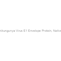 Recombinant Chikungunya Virus E1 Envelope Protein, Native, Human-500ug